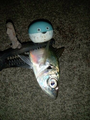 マアジの釣果
