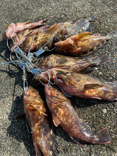 カサゴの釣果