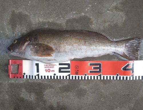 アイナメの釣果