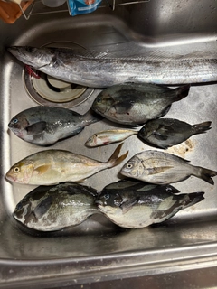 メジナの釣果