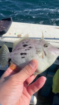 カワハギの釣果