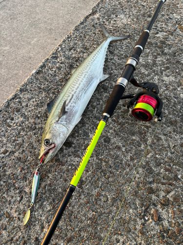サゴシの釣果