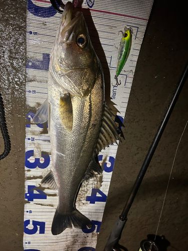 シーバスの釣果