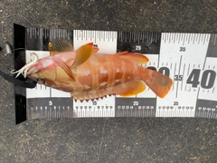 アカハタの釣果