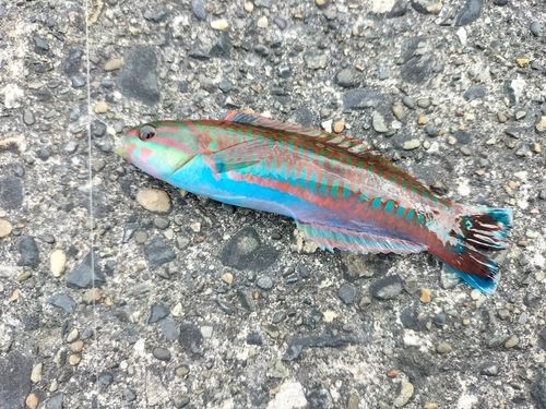 ニシキベラの釣果