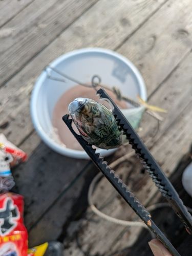 由良海つり公園