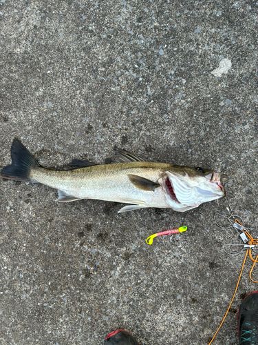 シーバスの釣果