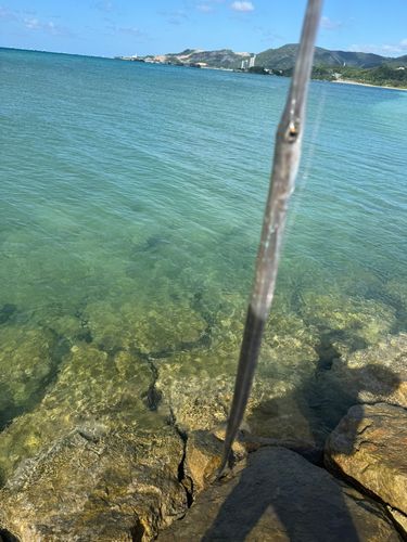 アオヤガラの釣果