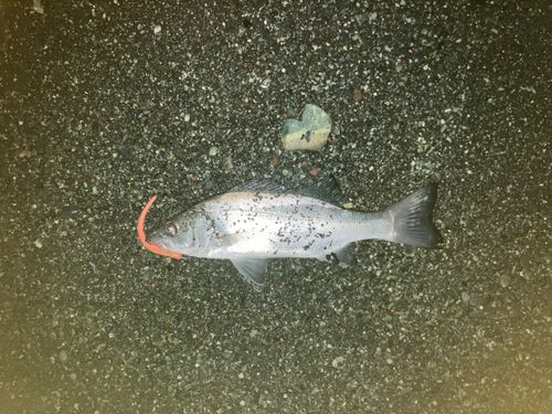 セイゴ（ヒラスズキ）の釣果