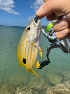 ヤマトビーの釣果