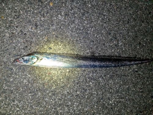 タチウオの釣果