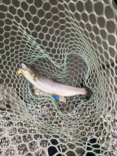 フィッシングサンクチュアリ