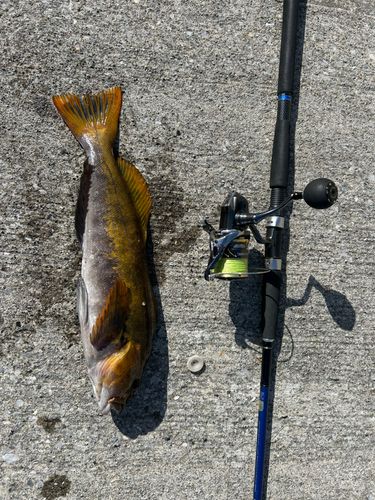 アイナメの釣果