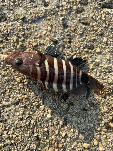 アオハタの釣果