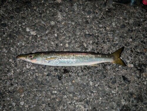 アカカマスの釣果