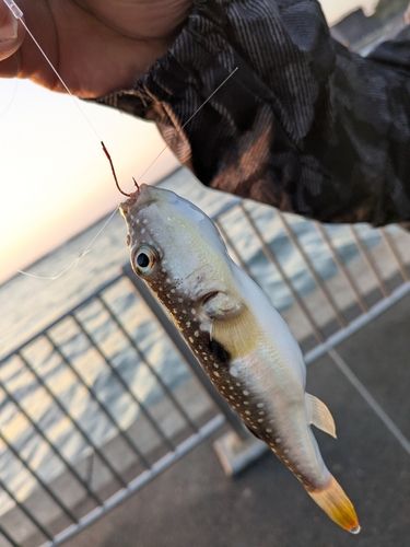 クサフグの釣果