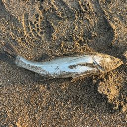 フッコ（マルスズキ）