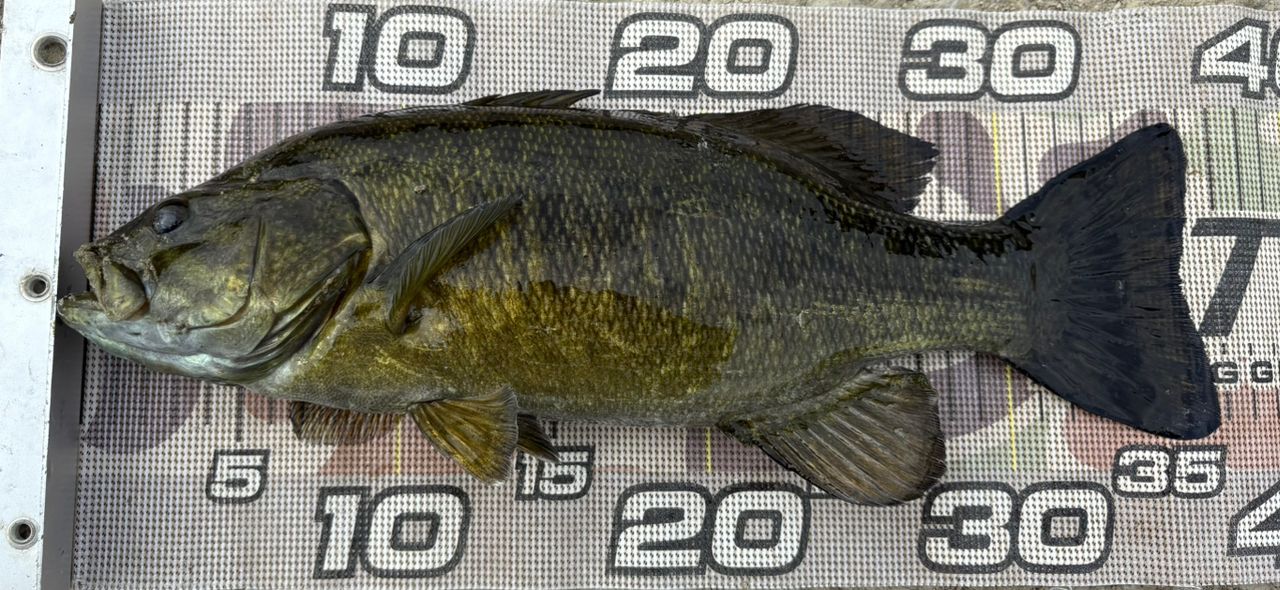 スモールマウスバス