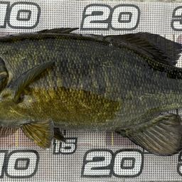 スモールマウスバス