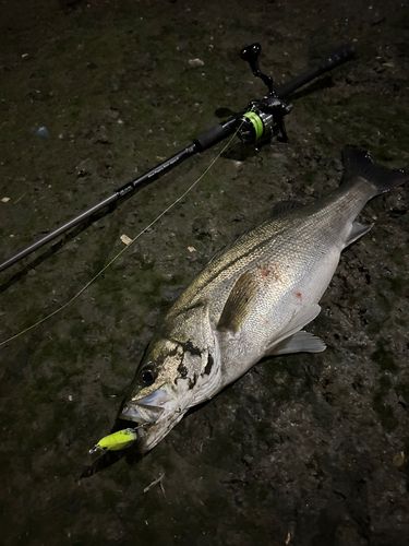 シーバスの釣果