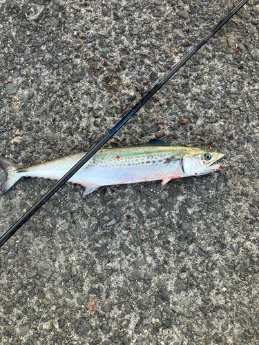 泉佐野食品コンビナート