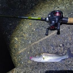 セイゴ（ヒラスズキ）