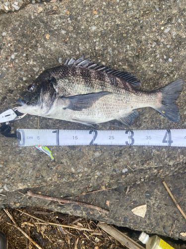 クロダイの釣果