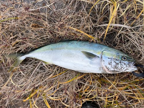 三陸海岸（青森）