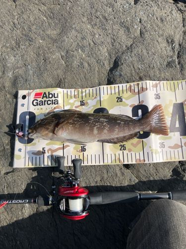 アイナメの釣果