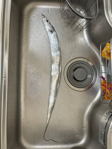 タチウオの釣果