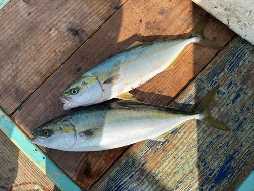 ハマチの釣果