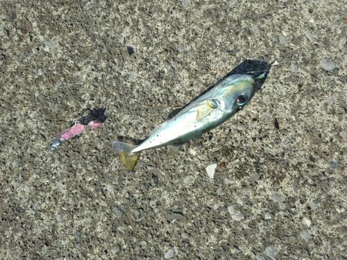 センニンフグの釣果