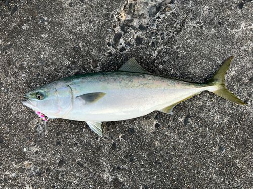 三陸海岸（岩手）