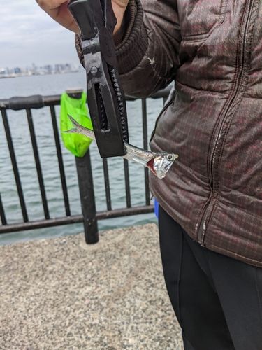 若洲海浜公園海釣り施設