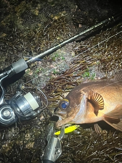 メバルの釣果