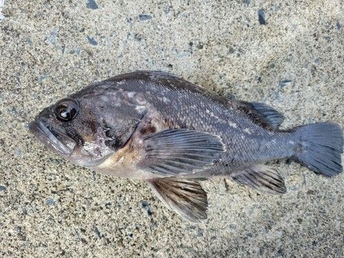 クロソイの釣果