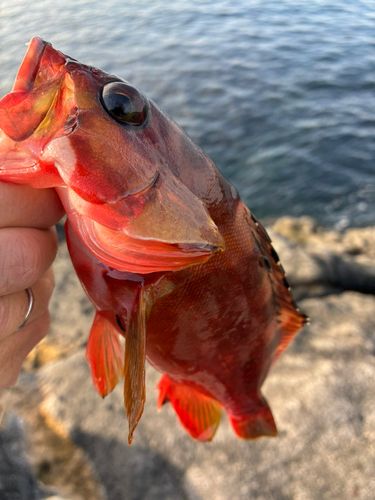 アカハタの釣果