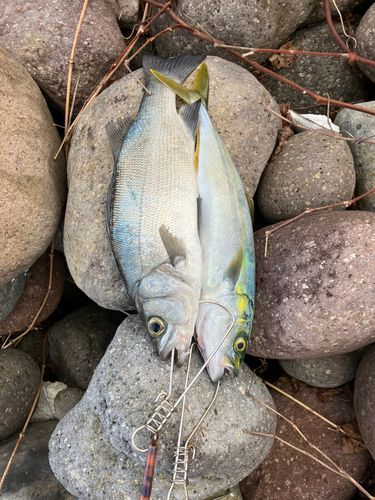 セイゴ（ヒラスズキ）の釣果