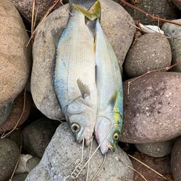 セイゴ（ヒラスズキ）