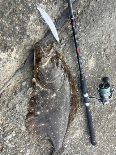 ヒラメの釣果