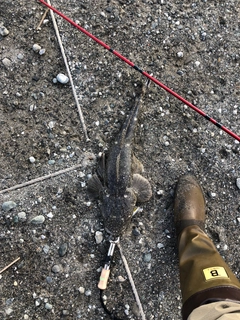 マゴチの釣果