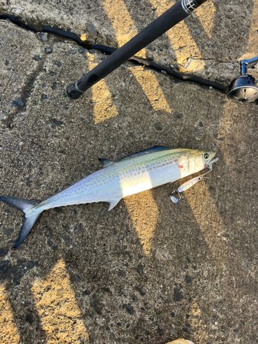 南港魚つり公園