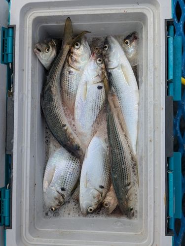 コノシロの釣果