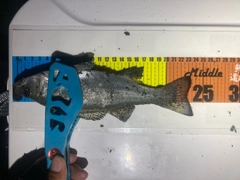 セイゴ（ヒラスズキ）の釣果