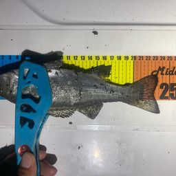 セイゴ（ヒラスズキ）