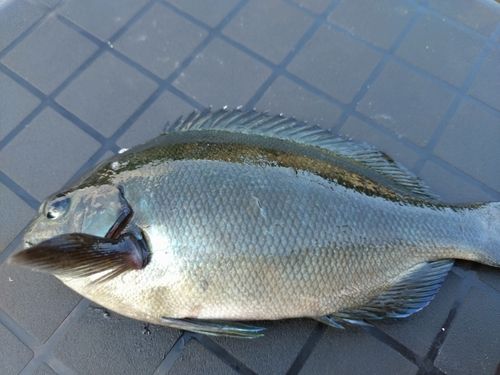グレの釣果