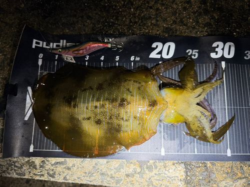 アオリイカの釣果