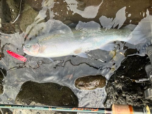 ニジマスの釣果