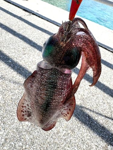 アオリイカの釣果