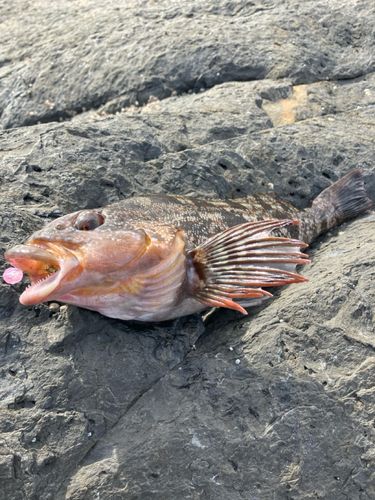 アイナメの釣果